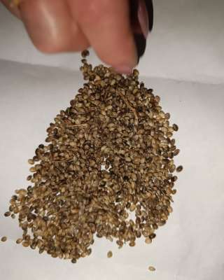 Семена конопли технической