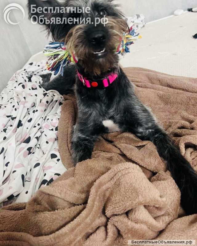 В самые добрые руки пристраивается собака-девочка - Руна