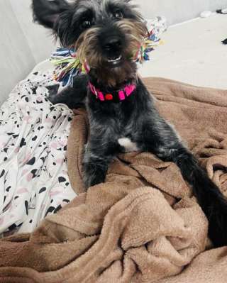 В самые добрые руки пристраивается собака-девочка - Руна