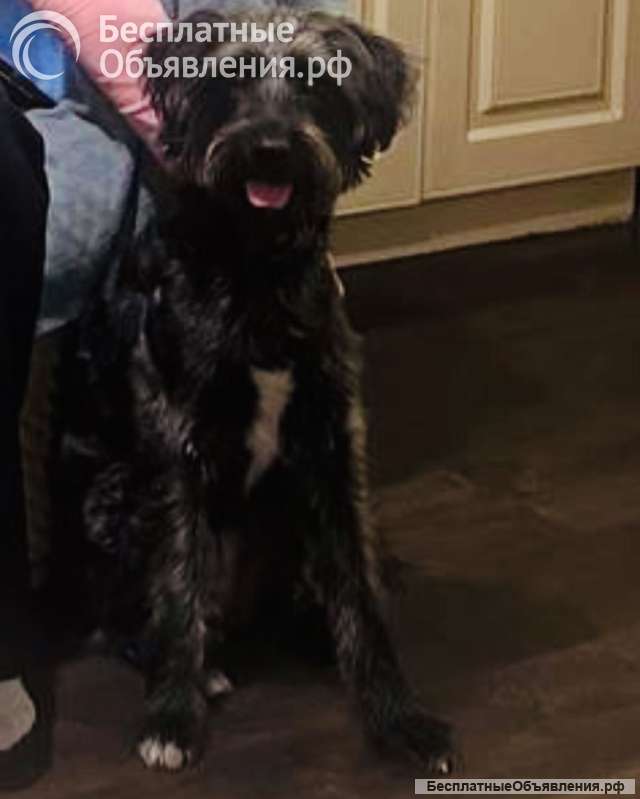 В самые добрые руки пристраивается собака-девочка - Руна