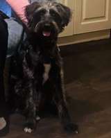 В самые добрые руки пристраивается собака-девочка - Руна