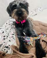 В самые добрые руки пристраивается собака-девочка - Руна