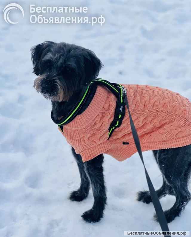 В самые добрые руки пристраивается собака-девочка - Руна