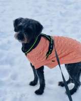 В самые добрые руки пристраивается собака-девочка - Руна