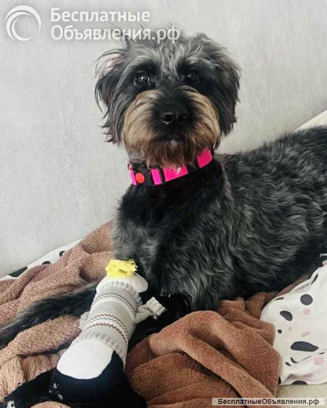 В самые добрые руки пристраивается собака-девочка - Руна