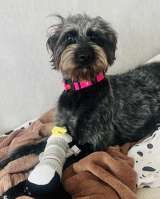 В самые добрые руки пристраивается собака-девочка - Руна