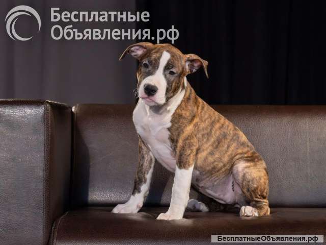 Красивые щенки Амстафффтерьера ркф