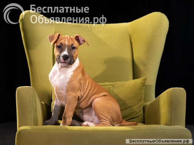 Красивые щенки Амстафффтерьера ркф