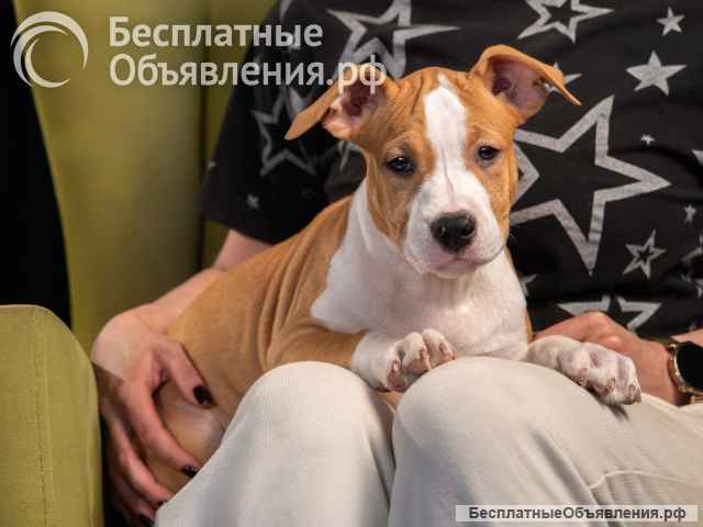 Красивые щенки Амстафффтерьера ркф
