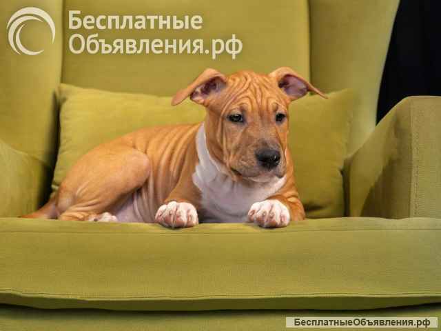 Красивые щенки Амстафффтерьера ркф