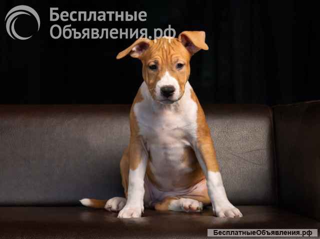 Красивые щенки Амстафффтерьера ркф