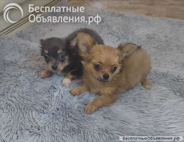 Милые щеночки Чихуахуа