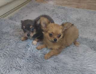 Милые щеночки Чихуахуа