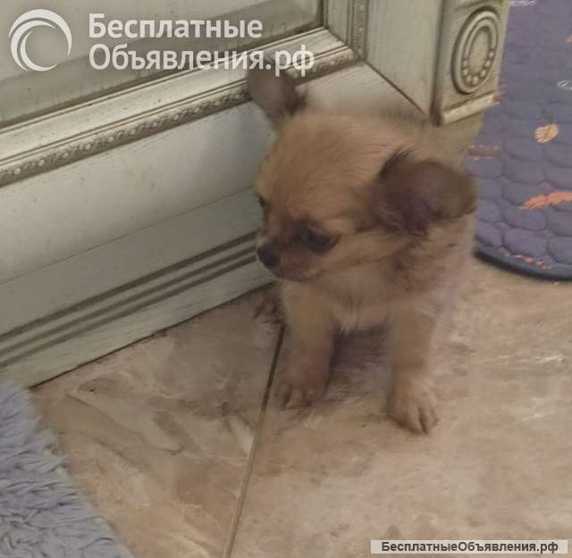 Милые щеночки Чихуахуа