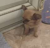 Милые щеночки Чихуахуа