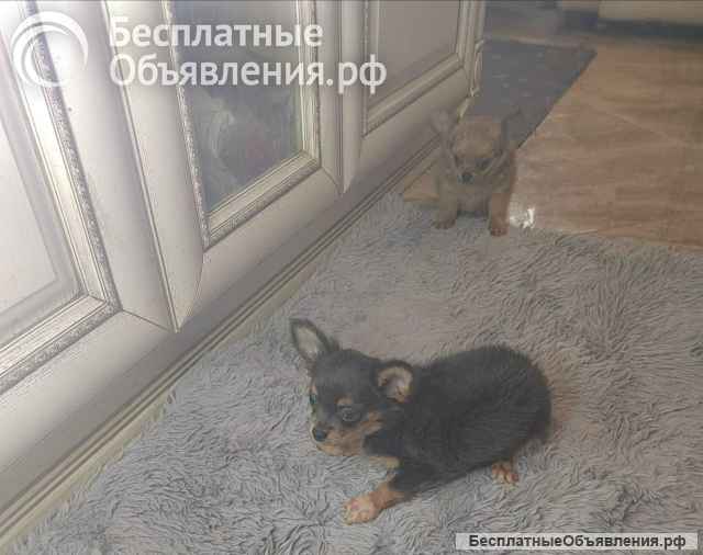 Милые щеночки Чихуахуа