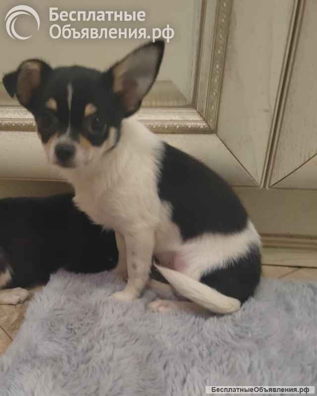 Милые щеночки Чихуахуа