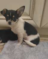 Милые щеночки Чихуахуа