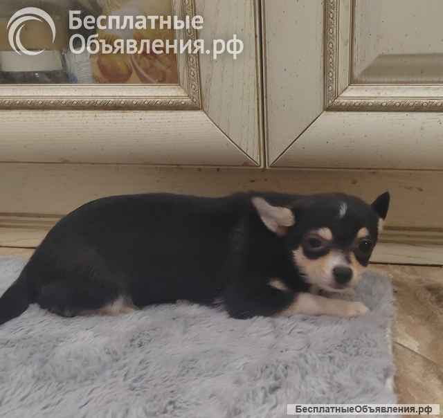 Милые щеночки Чихуахуа