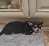 Милые щеночки Чихуахуа