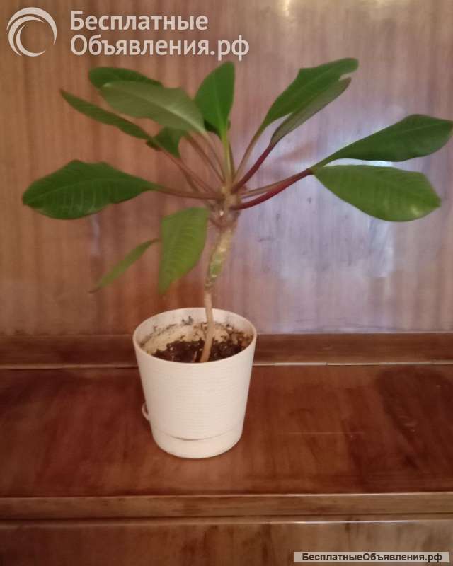 Обезьянье дерево - молочай беложильчатый