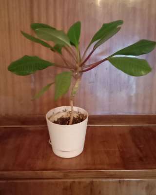 Обезьянье дерево - молочай беложильчатый