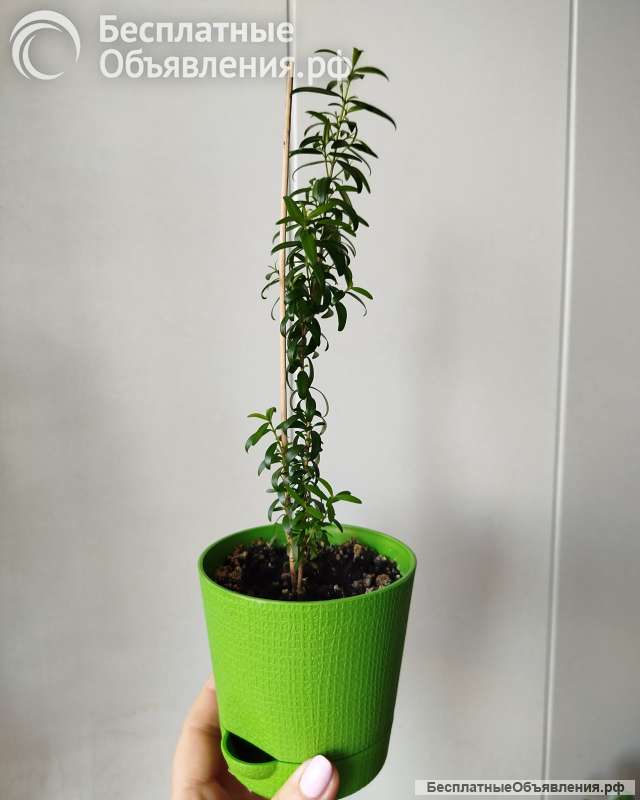 Комнатные цветы