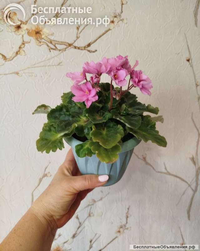 Комнатные цветы