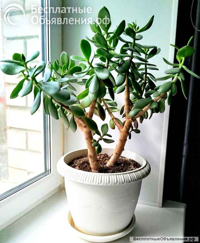 Комнатные цветы