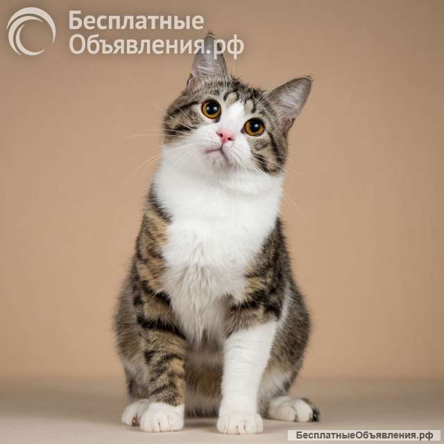 Котик Бенни ищет доброе сердце