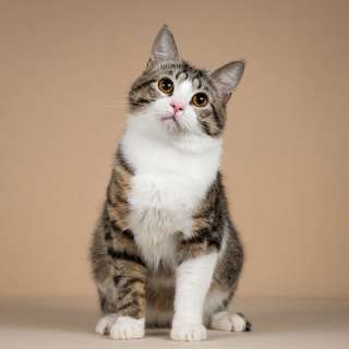 Котик Бенни ищет доброе сердце