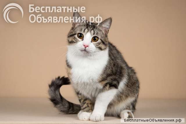 Котик Бенни ищет доброе сердце