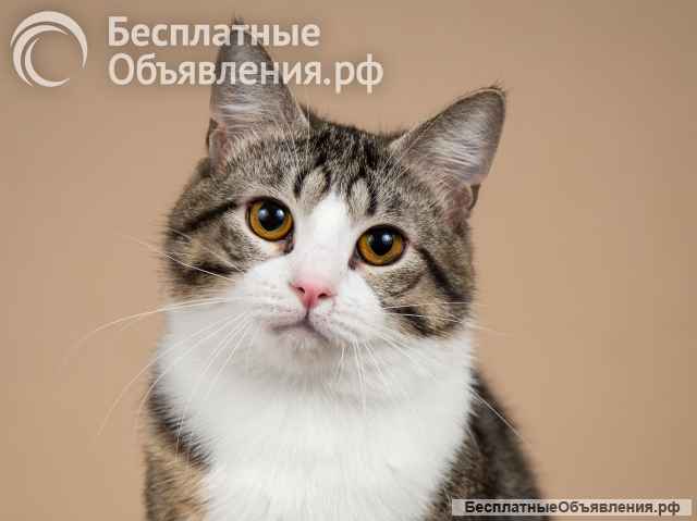 Котик Бенни ищет доброе сердце