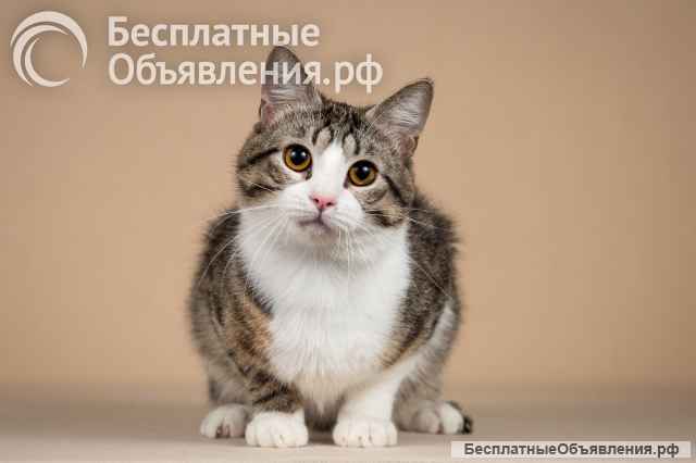 Котик Бенни ищет доброе сердце