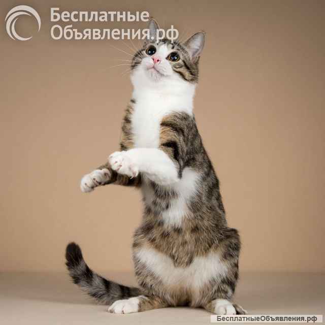 Котик Бенни ищет доброе сердце