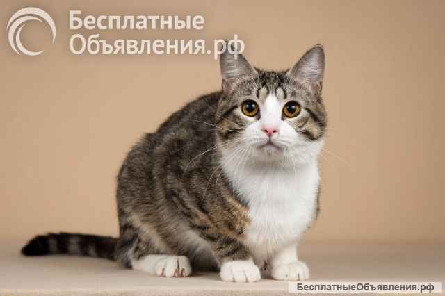 Котик Бенни ищет доброе сердце