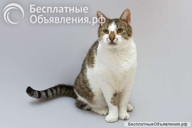 Котик Барсик ищет доброе сердце