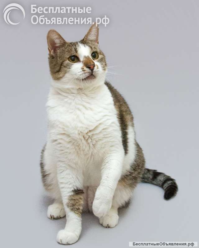 Котик Барсик ищет доброе сердце