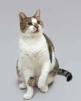 Котик Барсик ищет доброе сердце