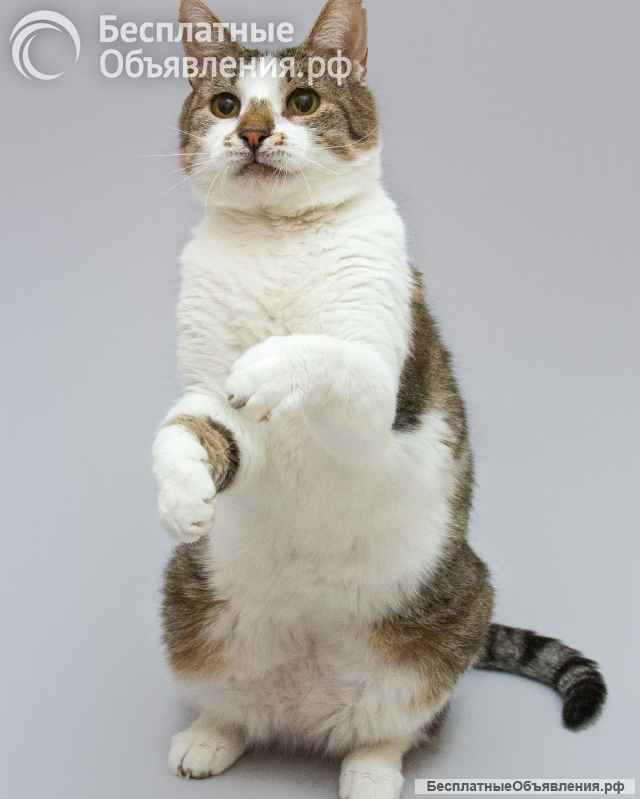 Котик Барсик ищет доброе сердце