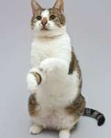 Котик Барсик ищет доброе сердце