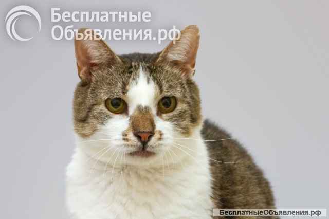 Котик Барсик ищет доброе сердце