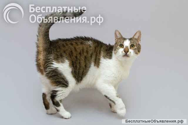 Котик Барсик ищет доброе сердце