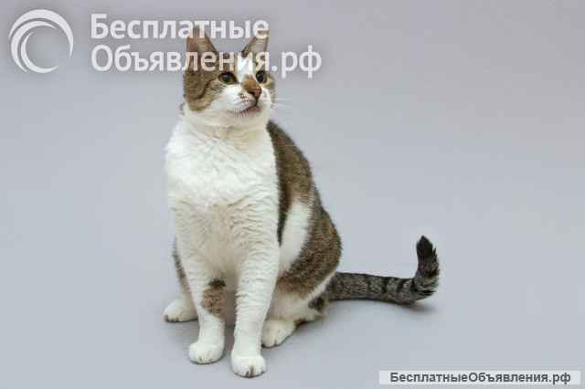 Котик Барсик ищет доброе сердце