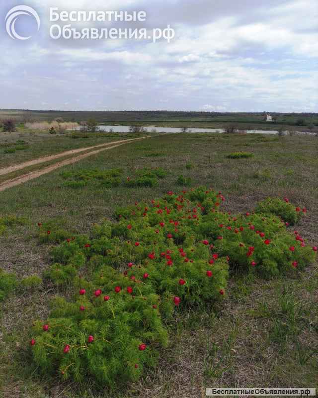 Земельный участок пригород Симферополя 8 га