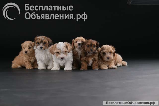 Гаванский бишон красивые щенки