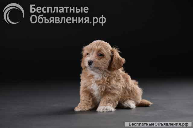Гаванский бишон красивые щенки