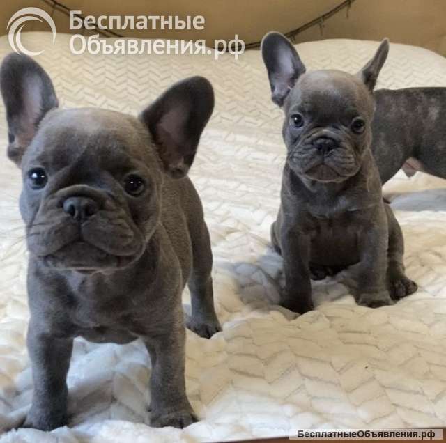 Щенки французского бульдога