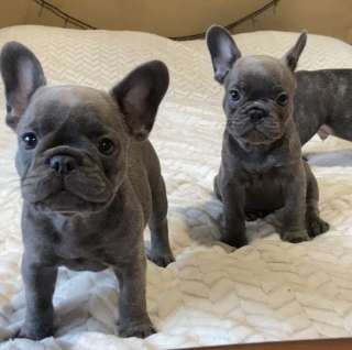 Щенки французского бульдога