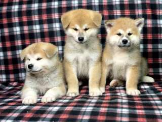 Чистокровные щенки Акита Ину, Сиба Ину